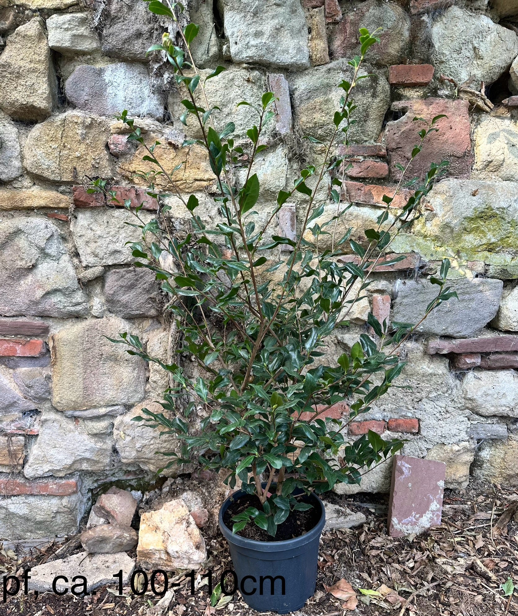 Camellia Cleopatra