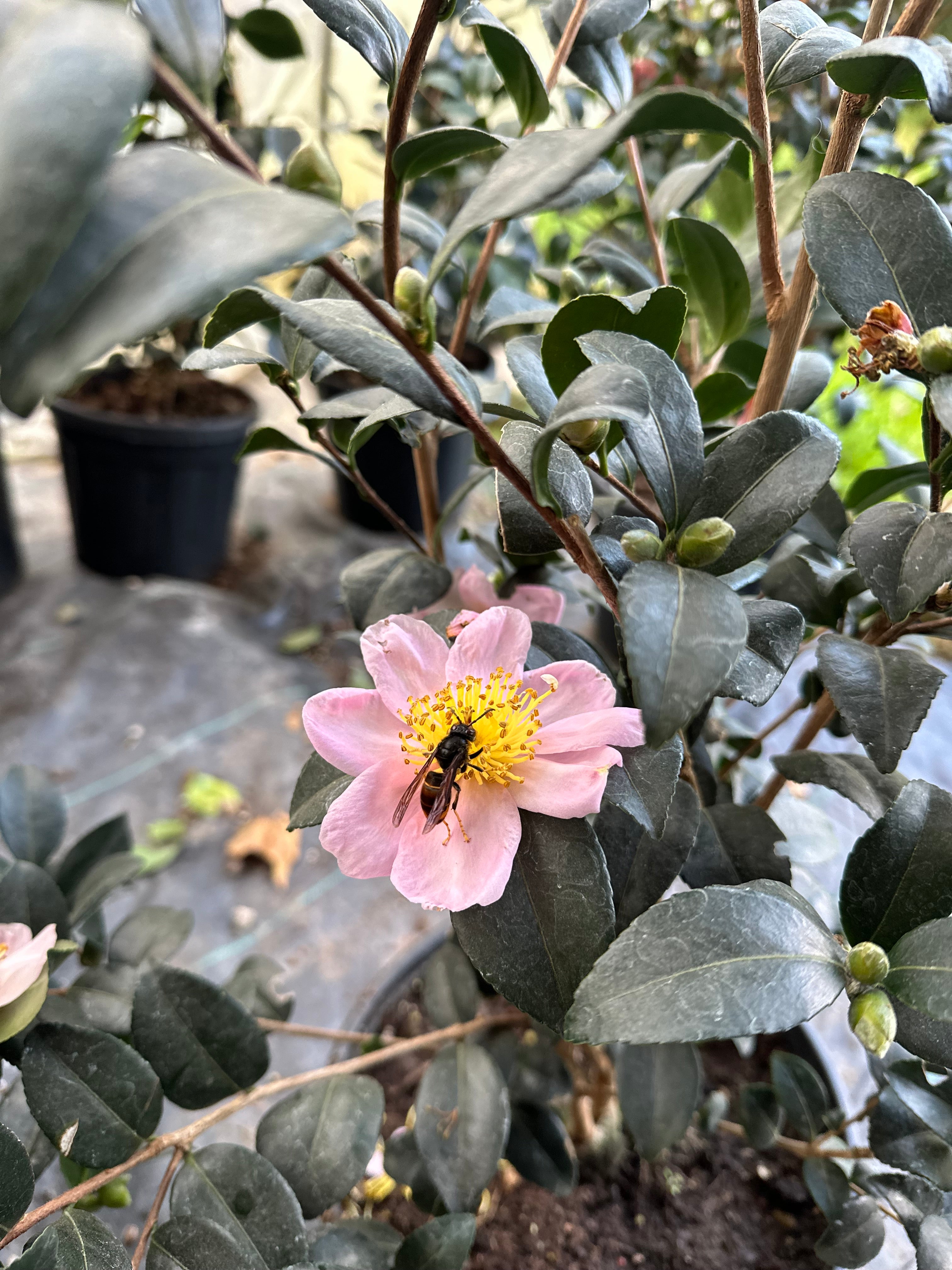 Camellia Isoli