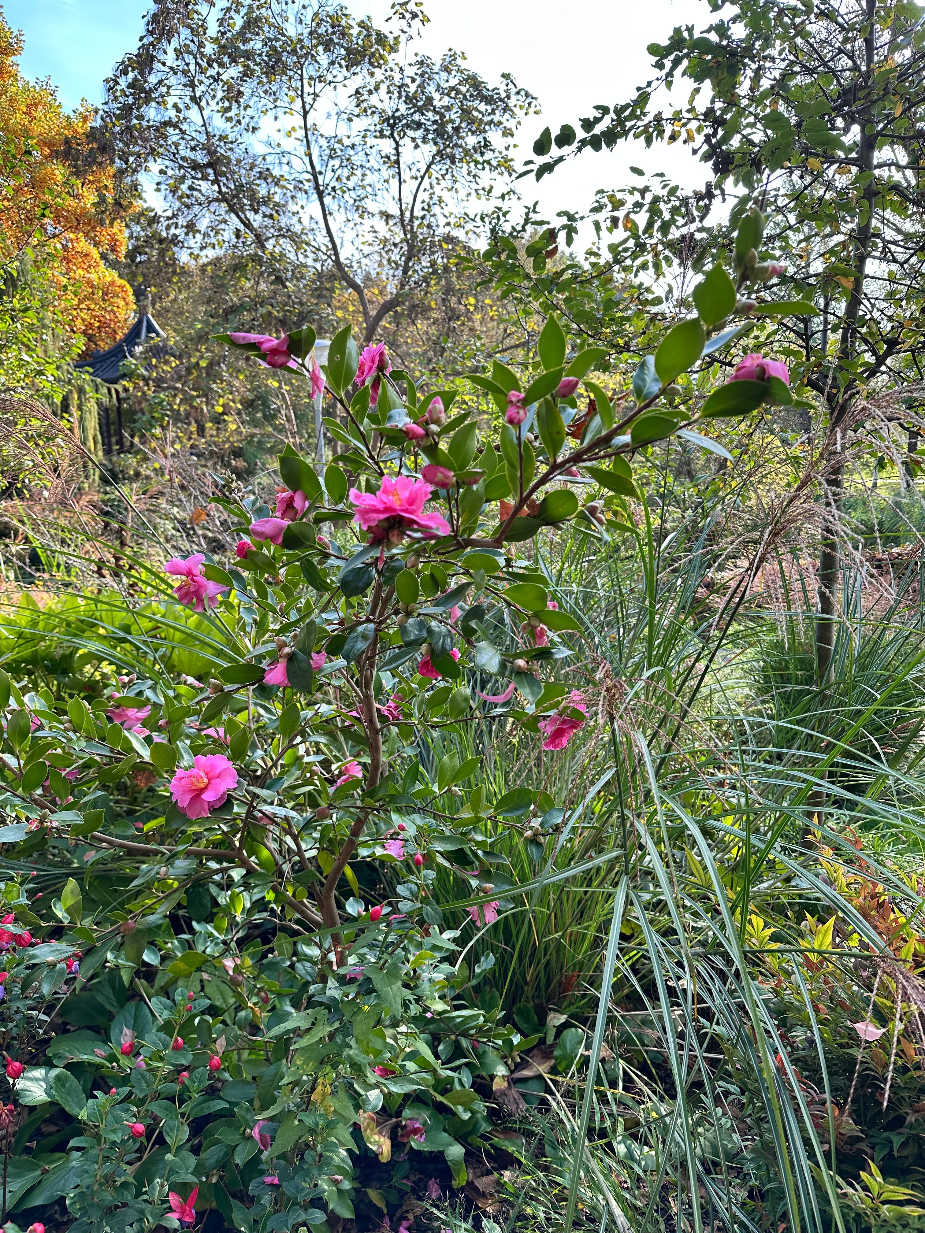 Camellia Shôwa-no-sakae