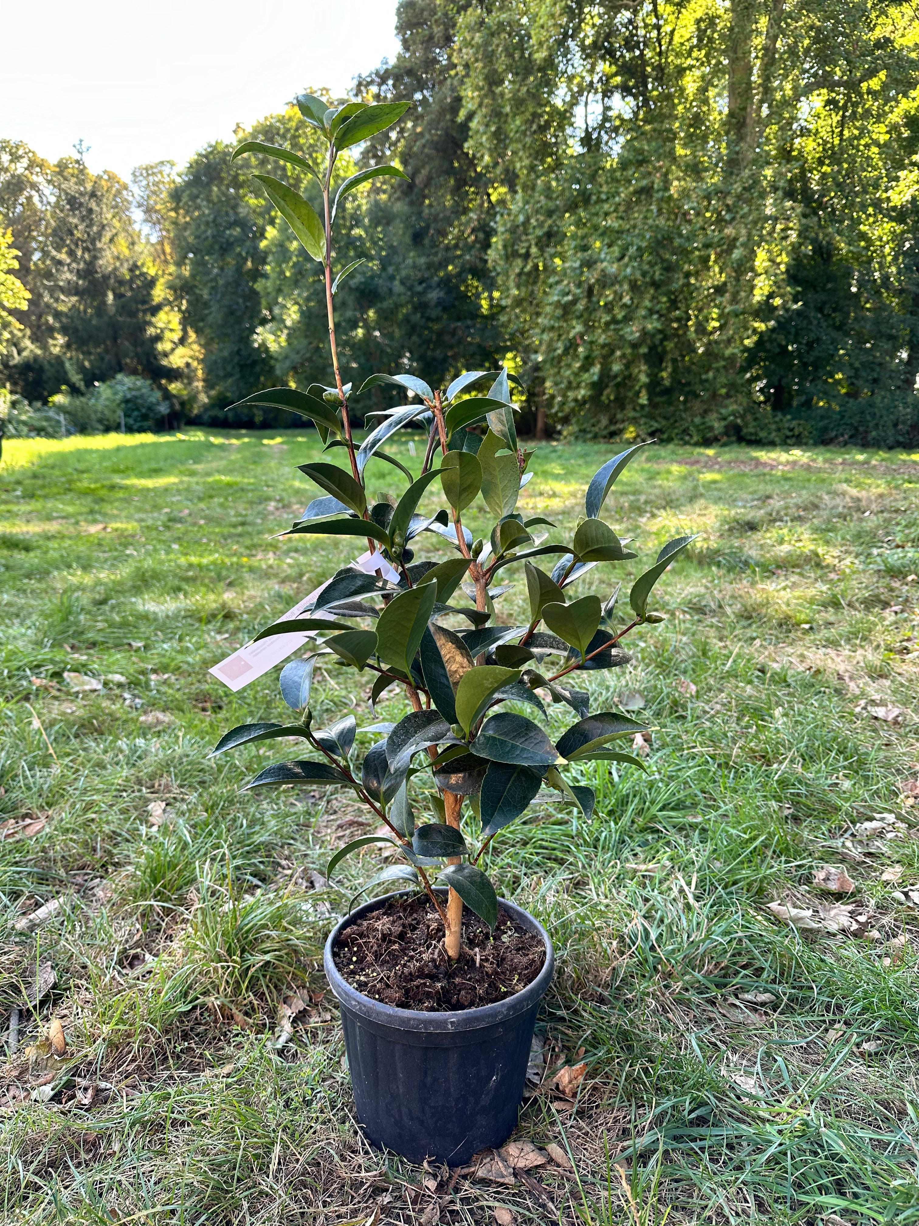 Camellia Bob Hope