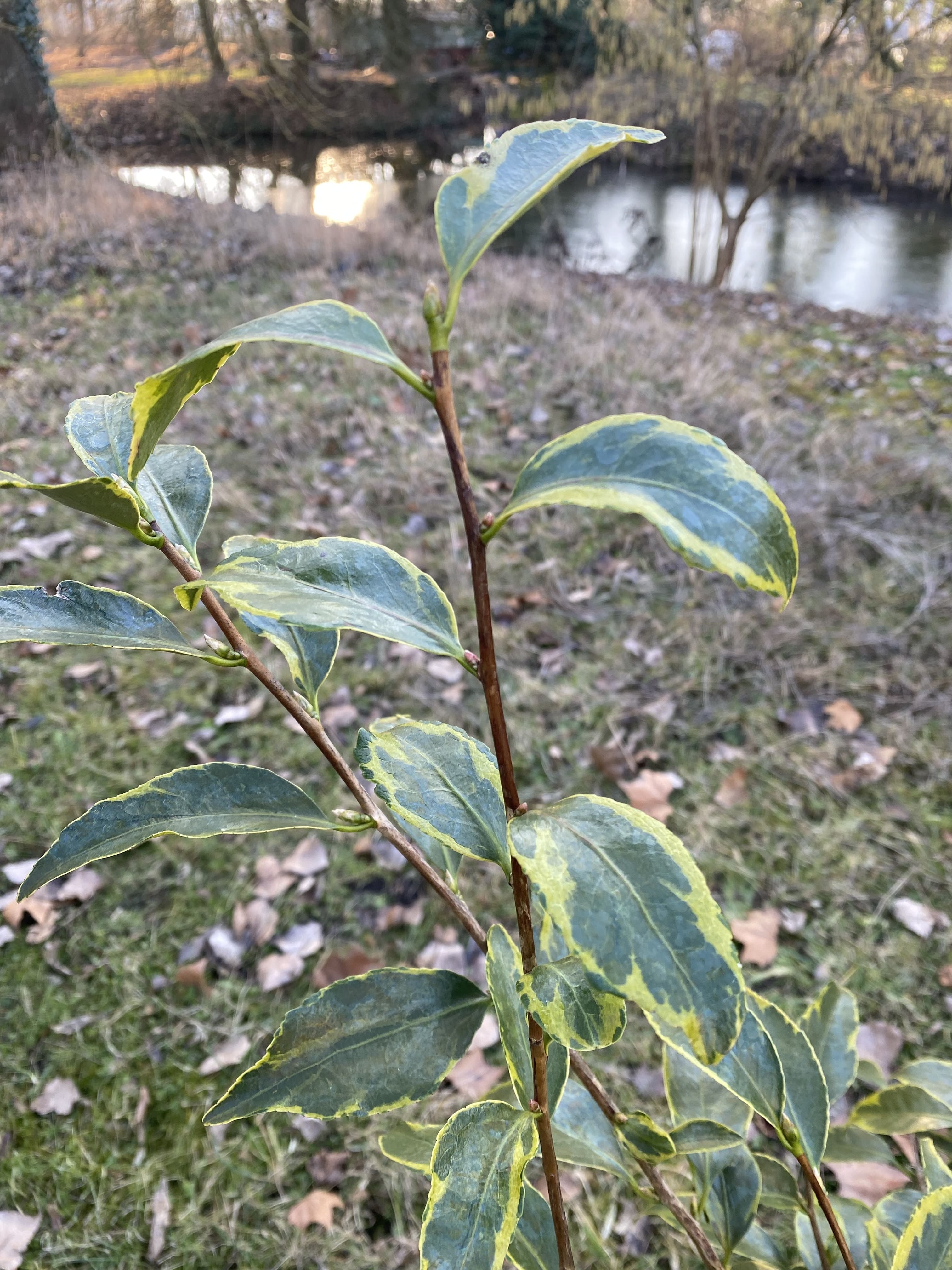 Camellia Benten tsubaki