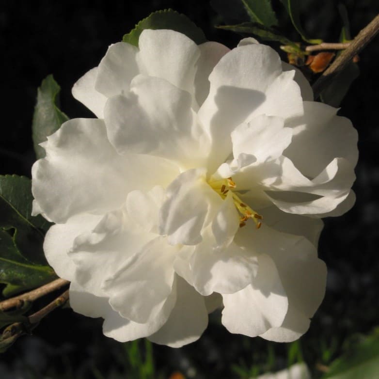 Camellia Biancaneve