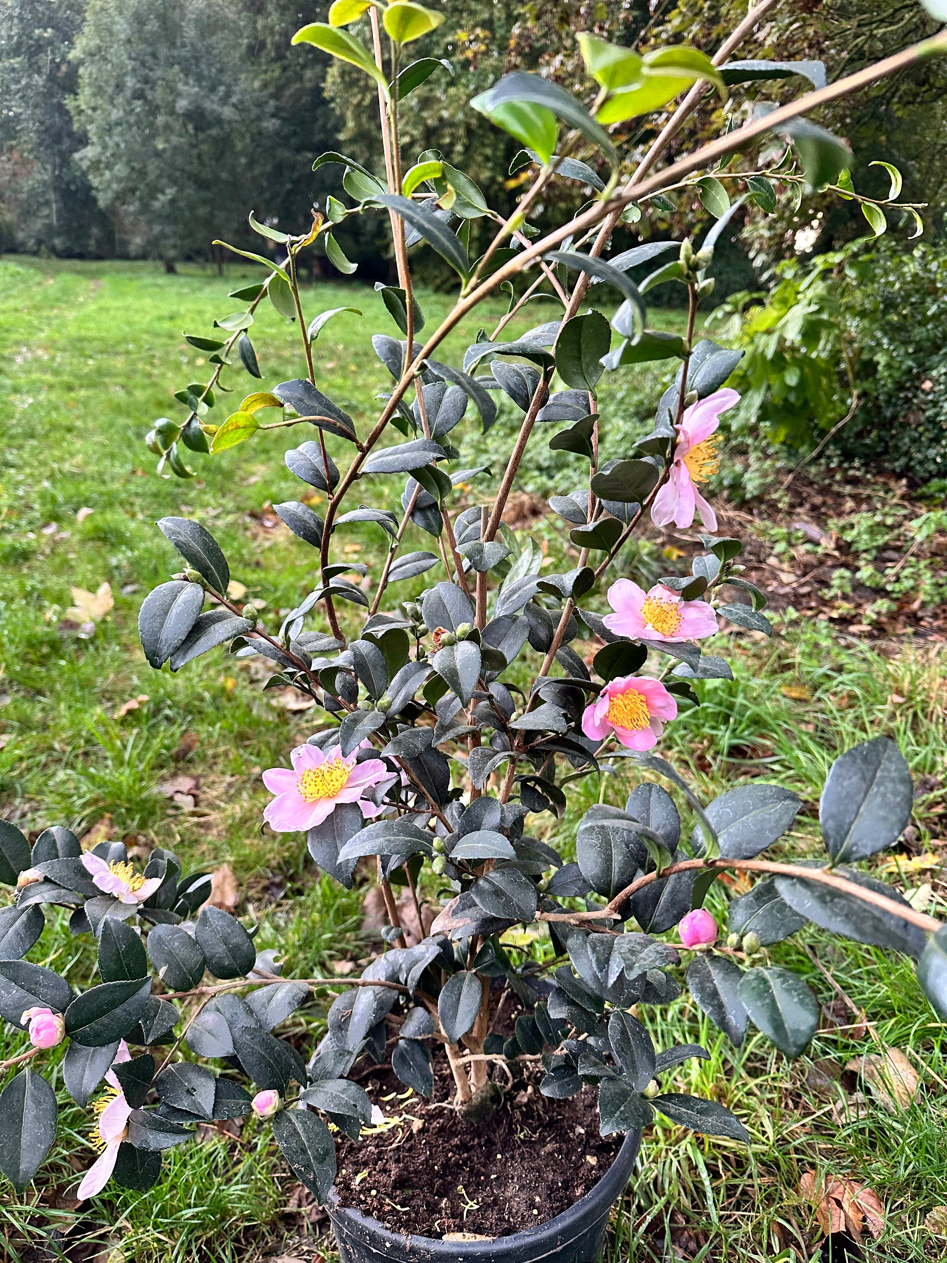 Camellia Isoli