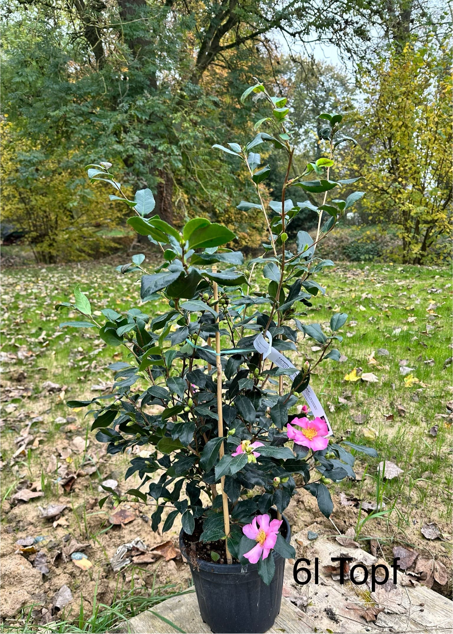 Camellia Cleopatra