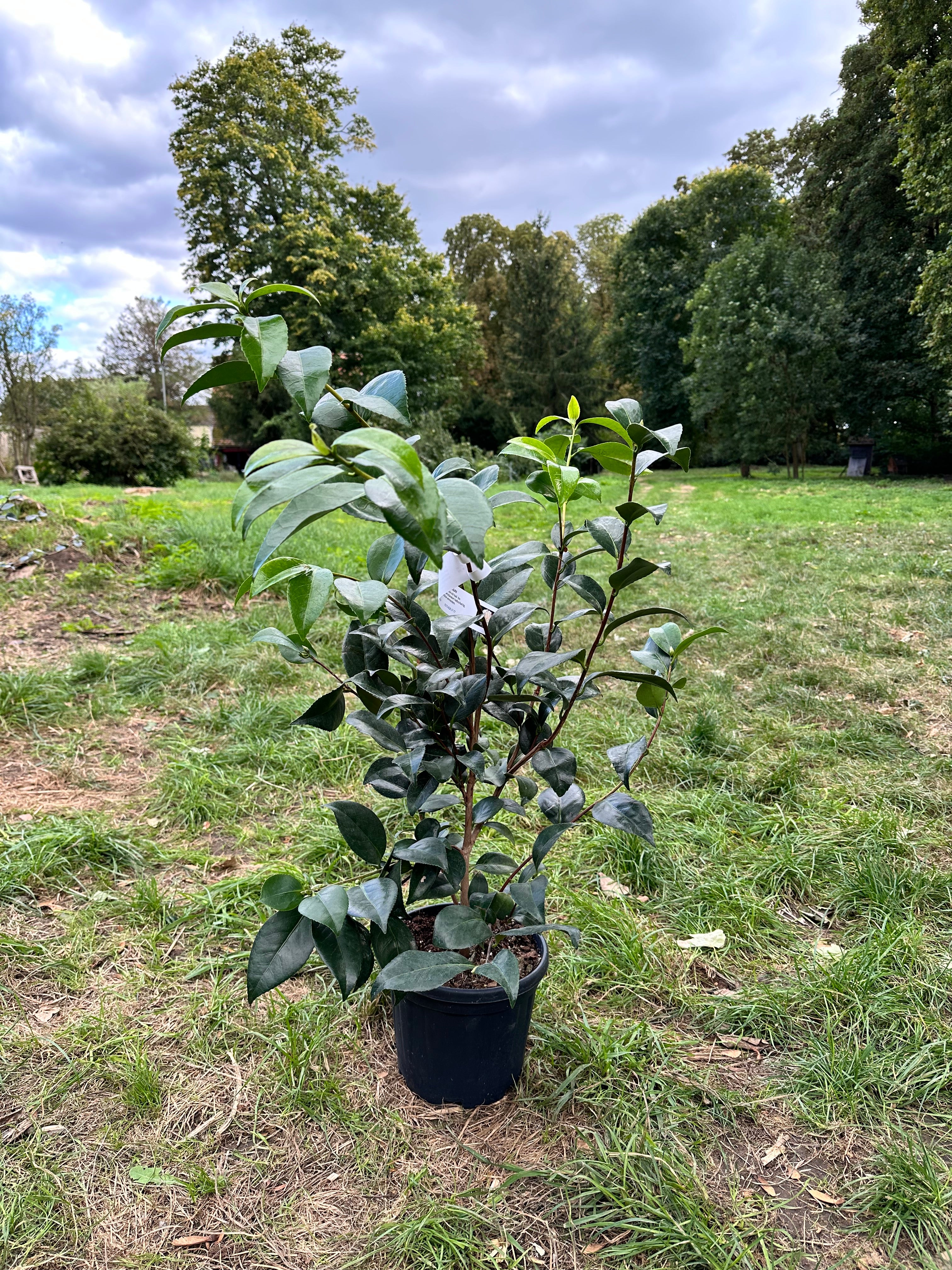 Camellia Angela Cocchi