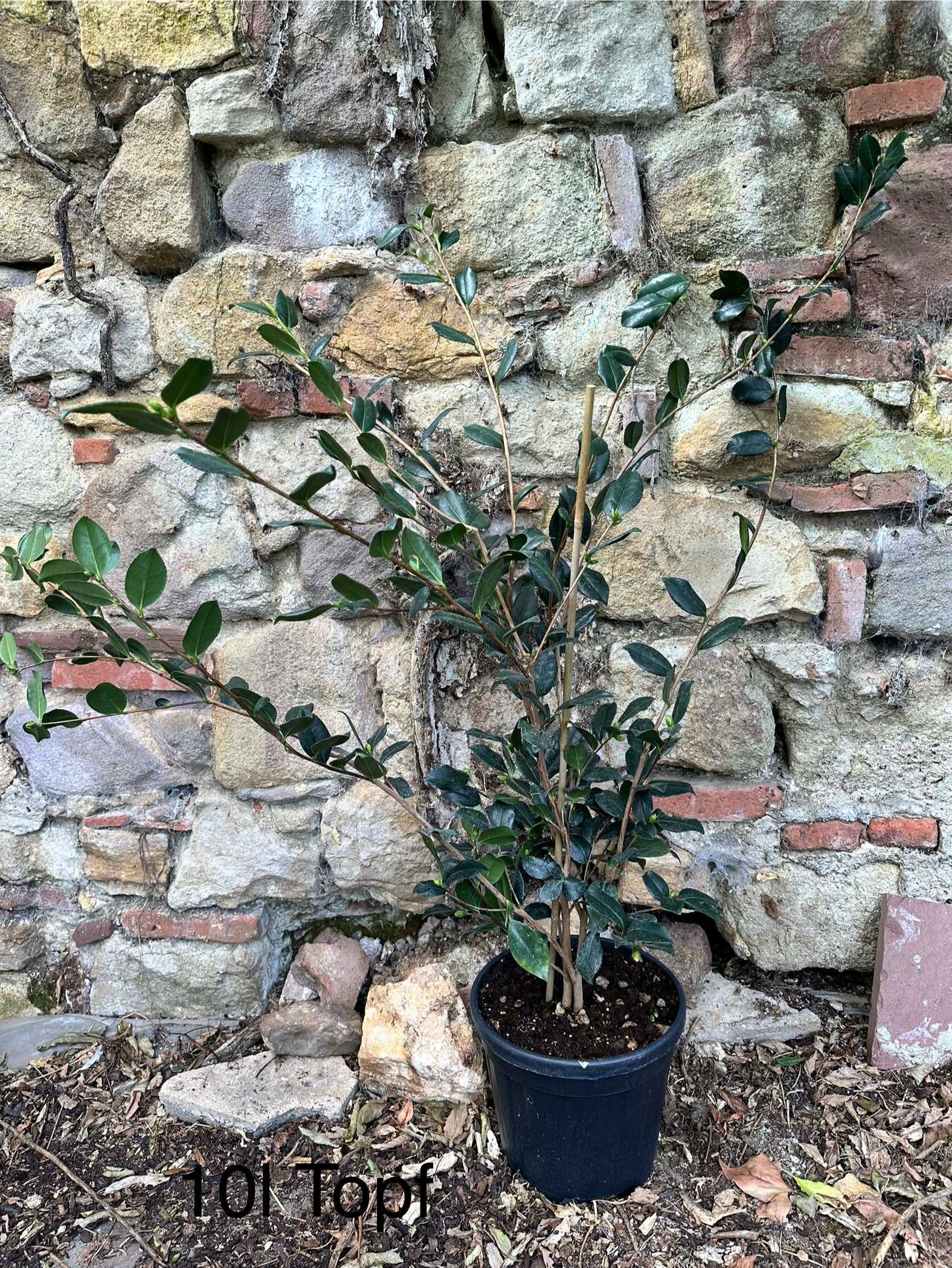 Camellia Eleonora Genoni