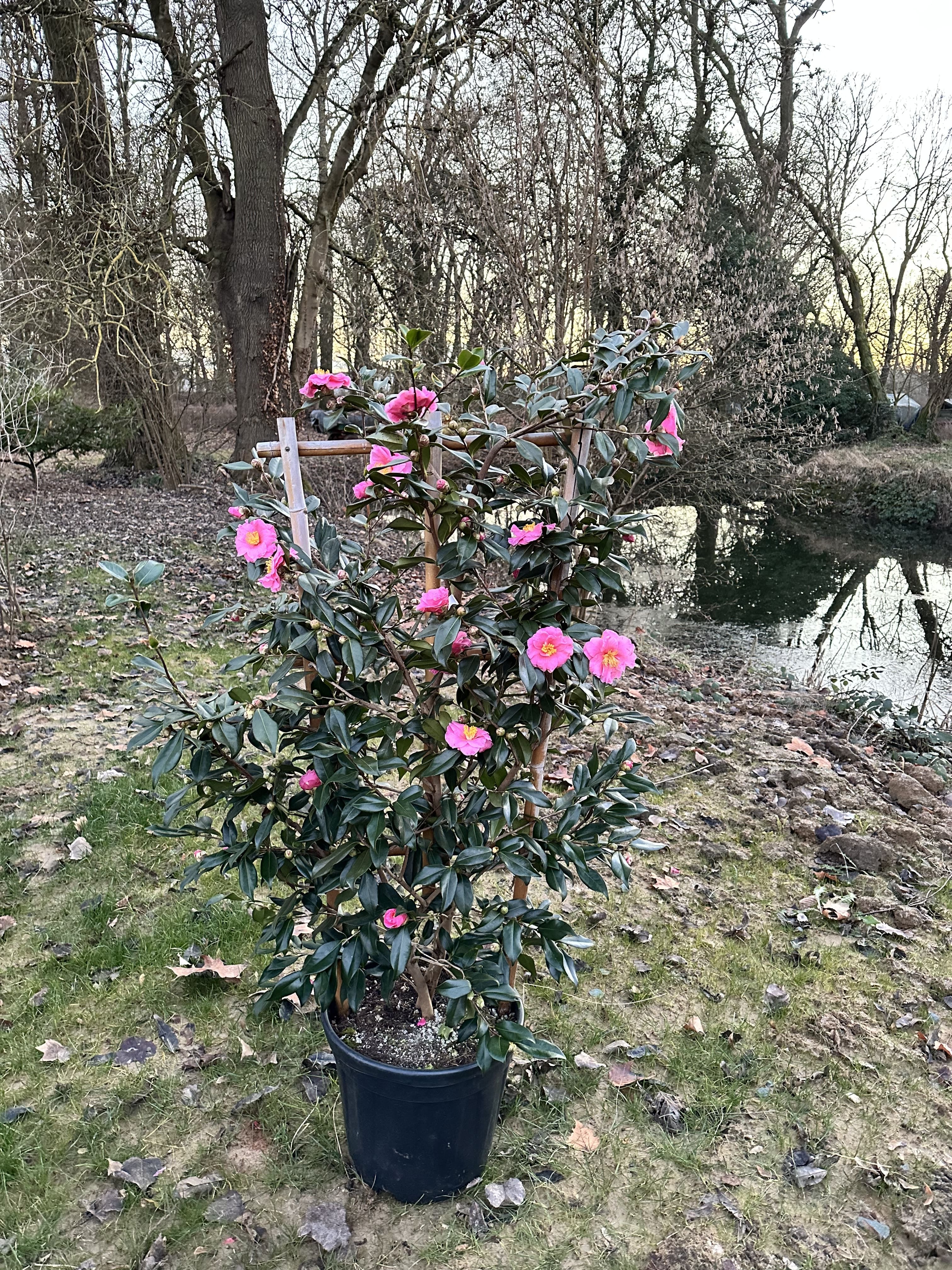 Camellia Egao