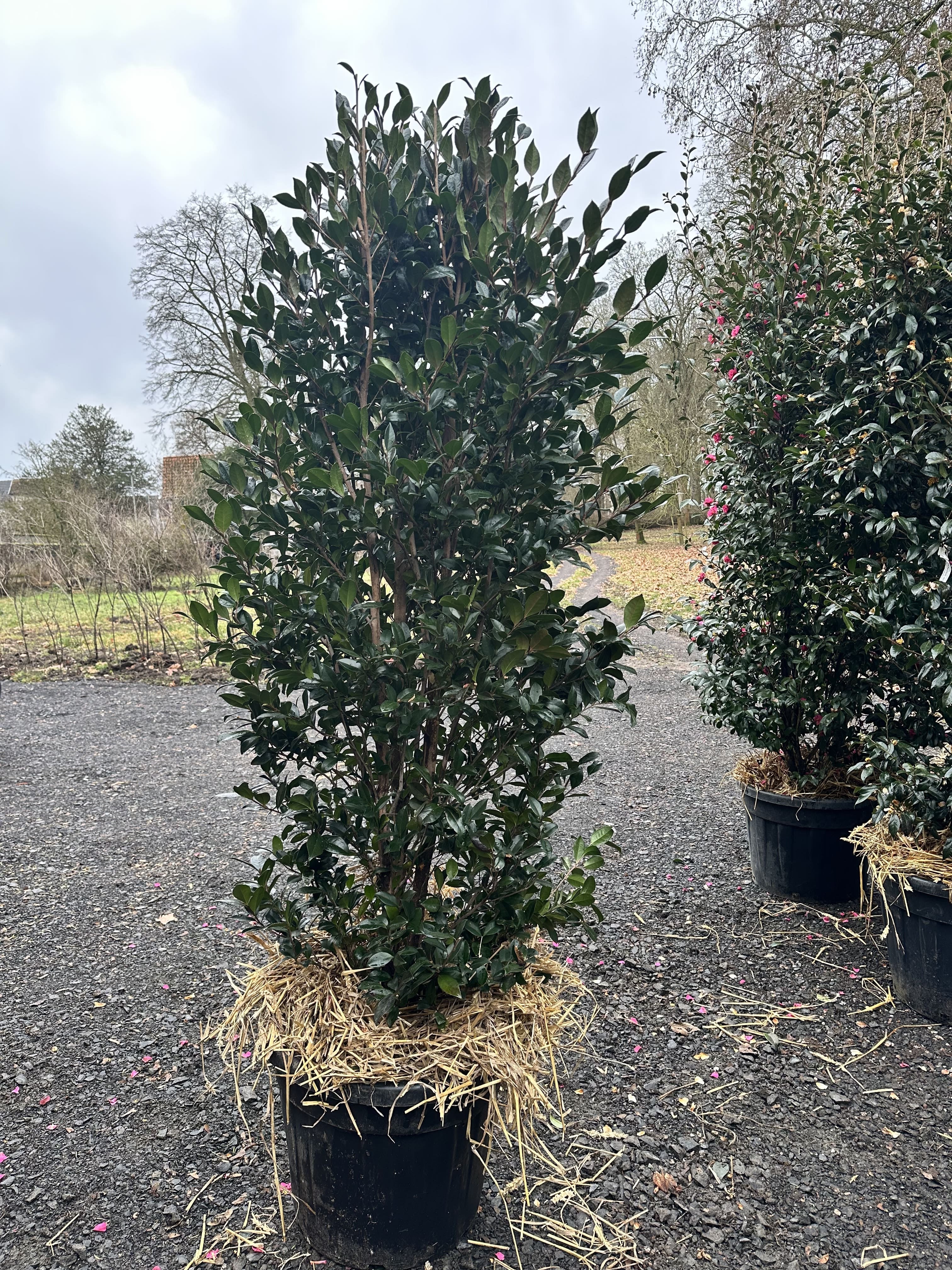 Camellia Eleonora Genoni