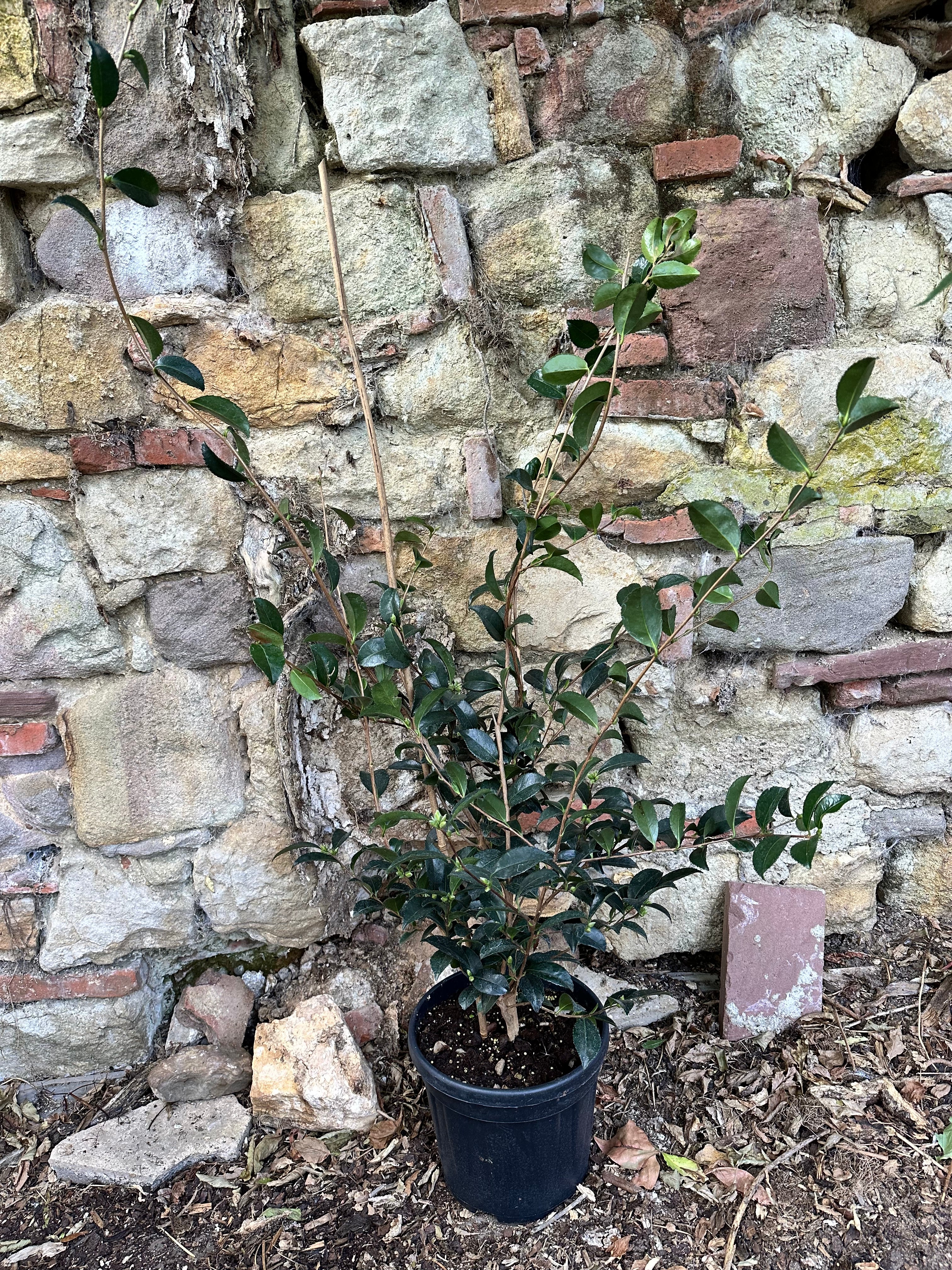 Camellia Jennifer Susan