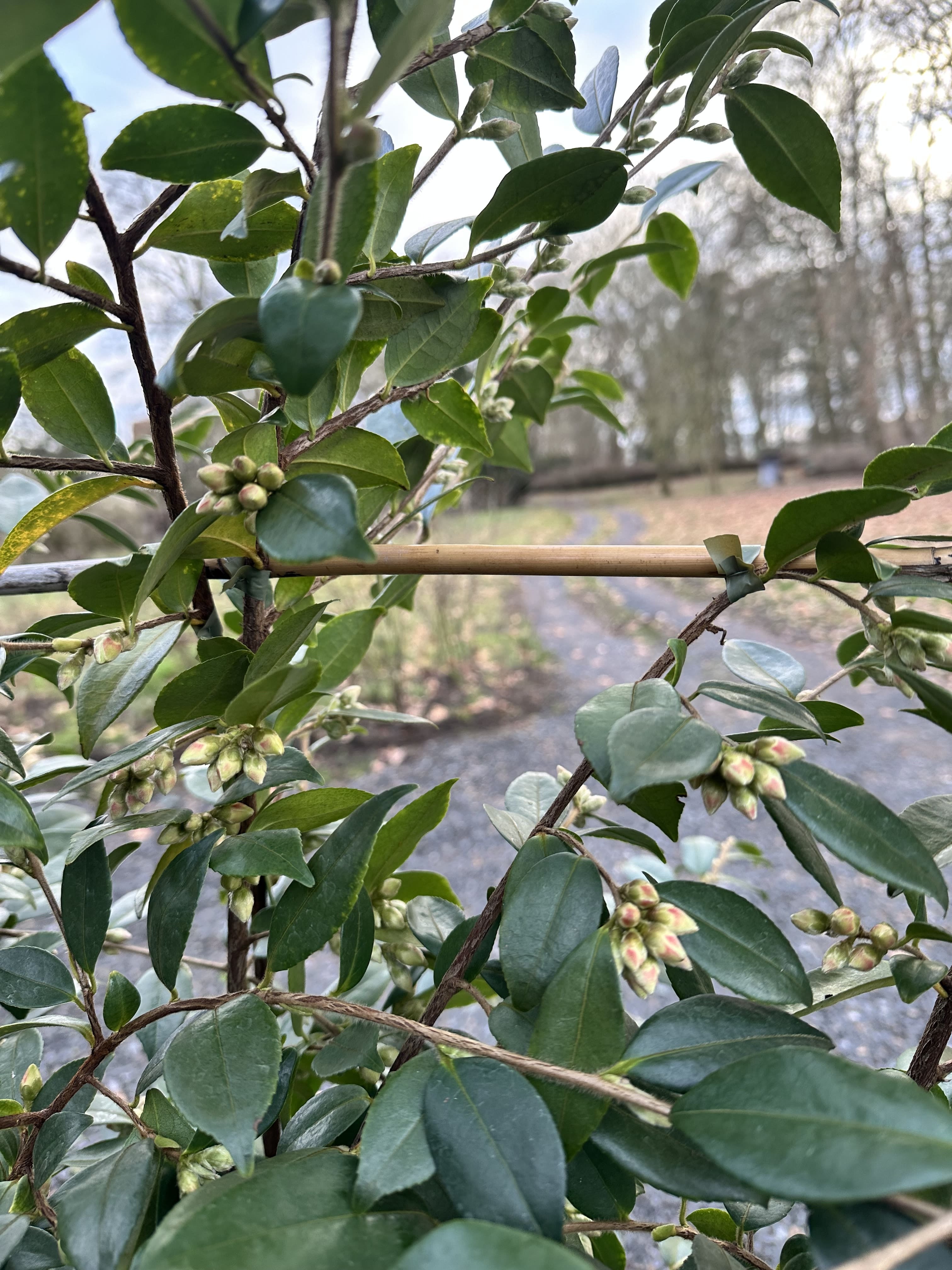 Camellia fraterna wild form