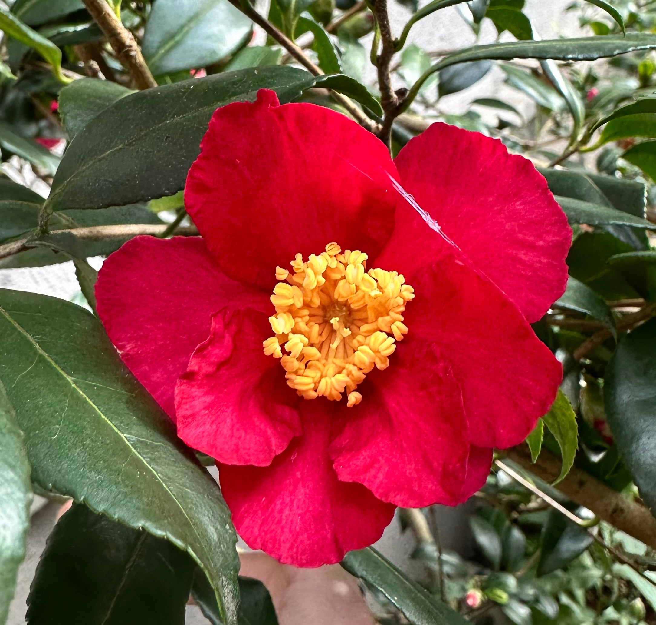 Camellia Hiryu