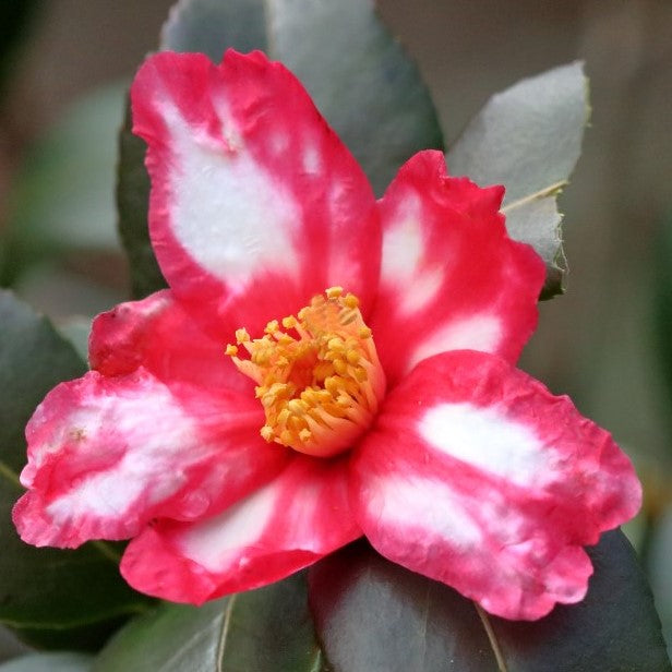 Camellia Kamakura-shibori