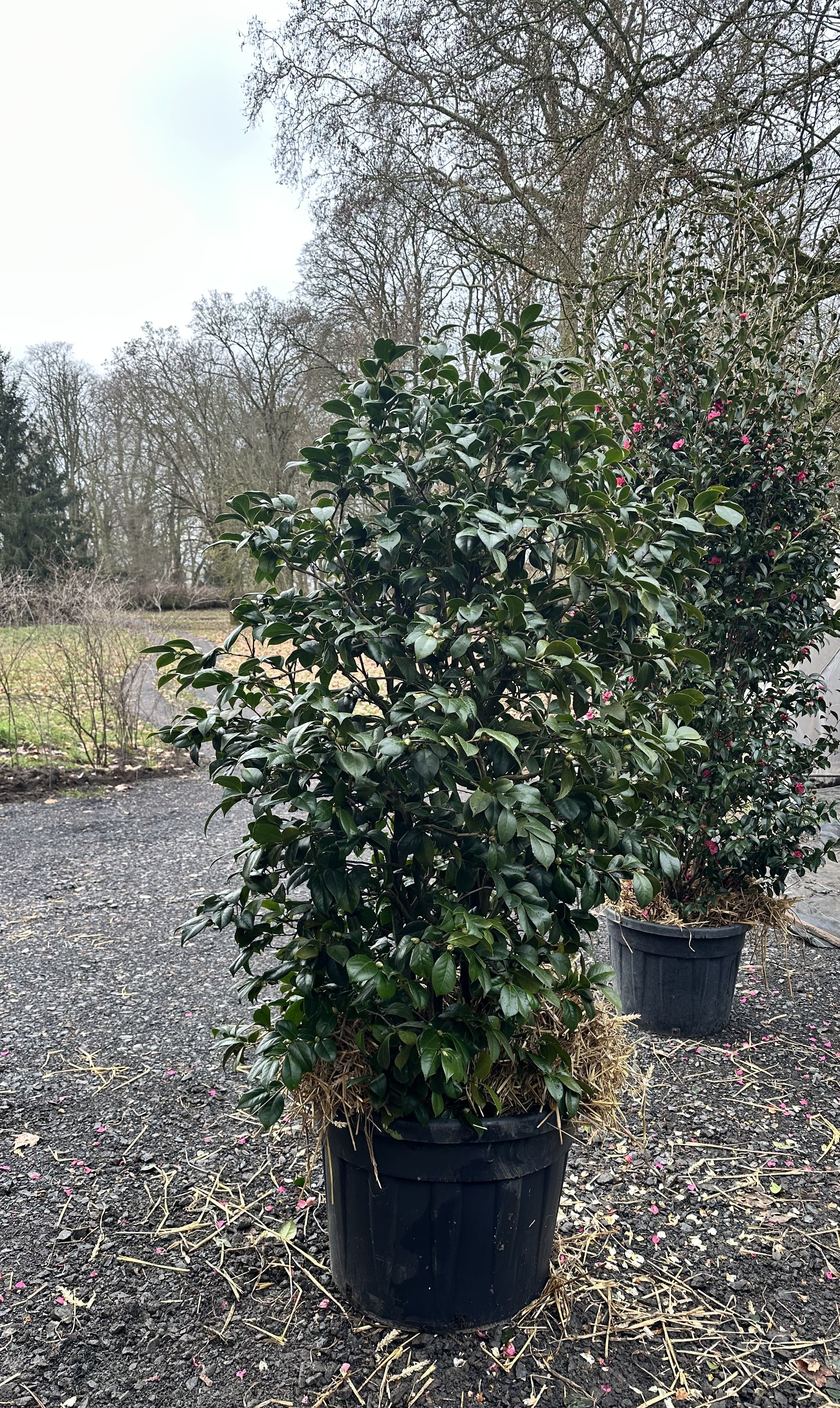 Camellia Montironi