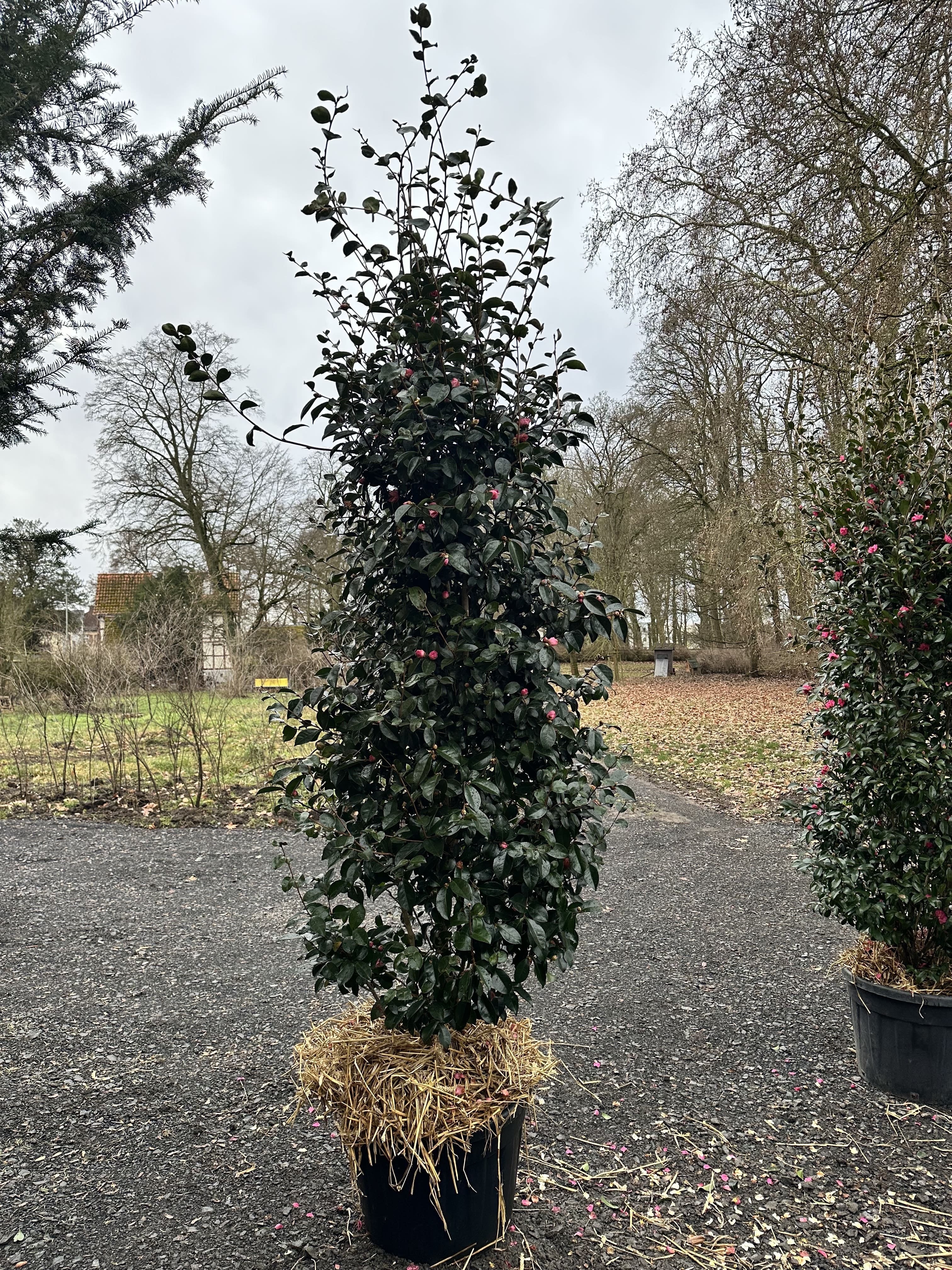 Camellia Plantation Pink