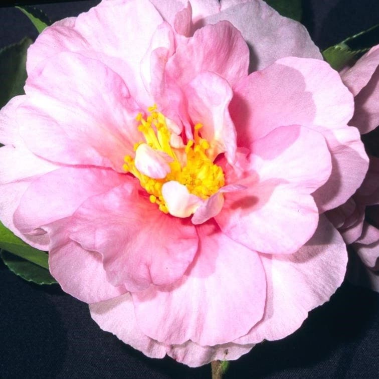 Camellia Russhay