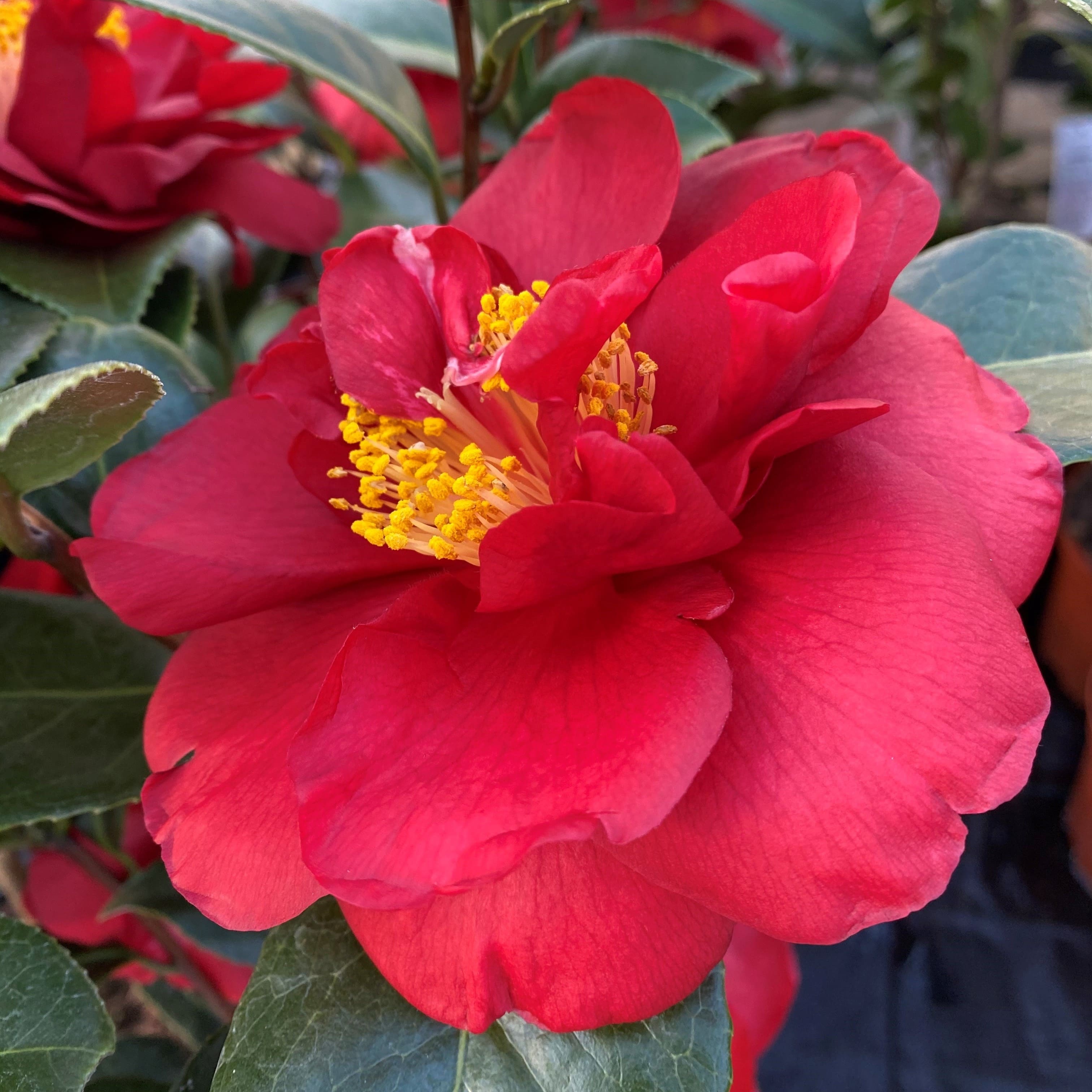 Camellia San Dimas