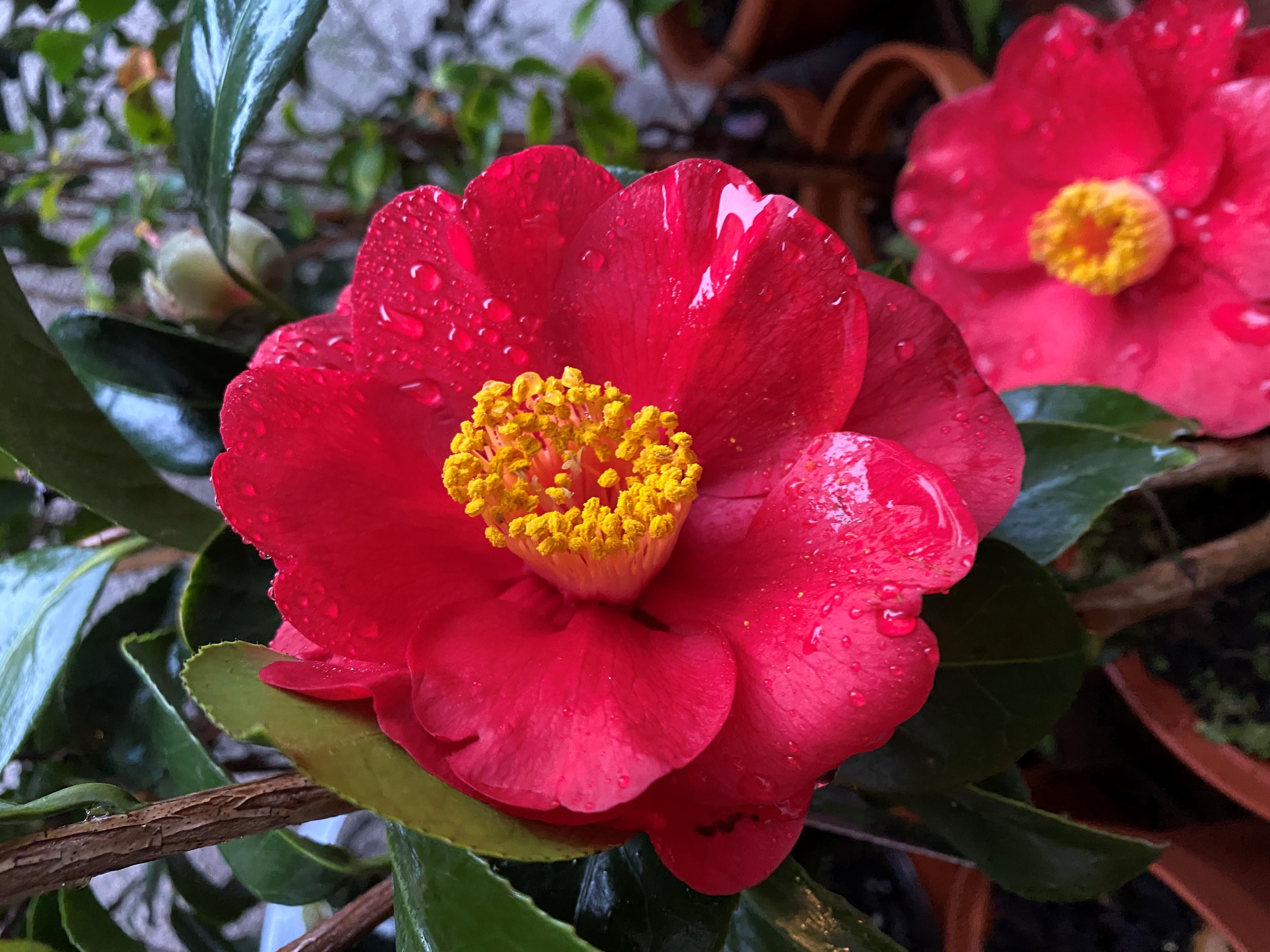 Camellia San Dimas