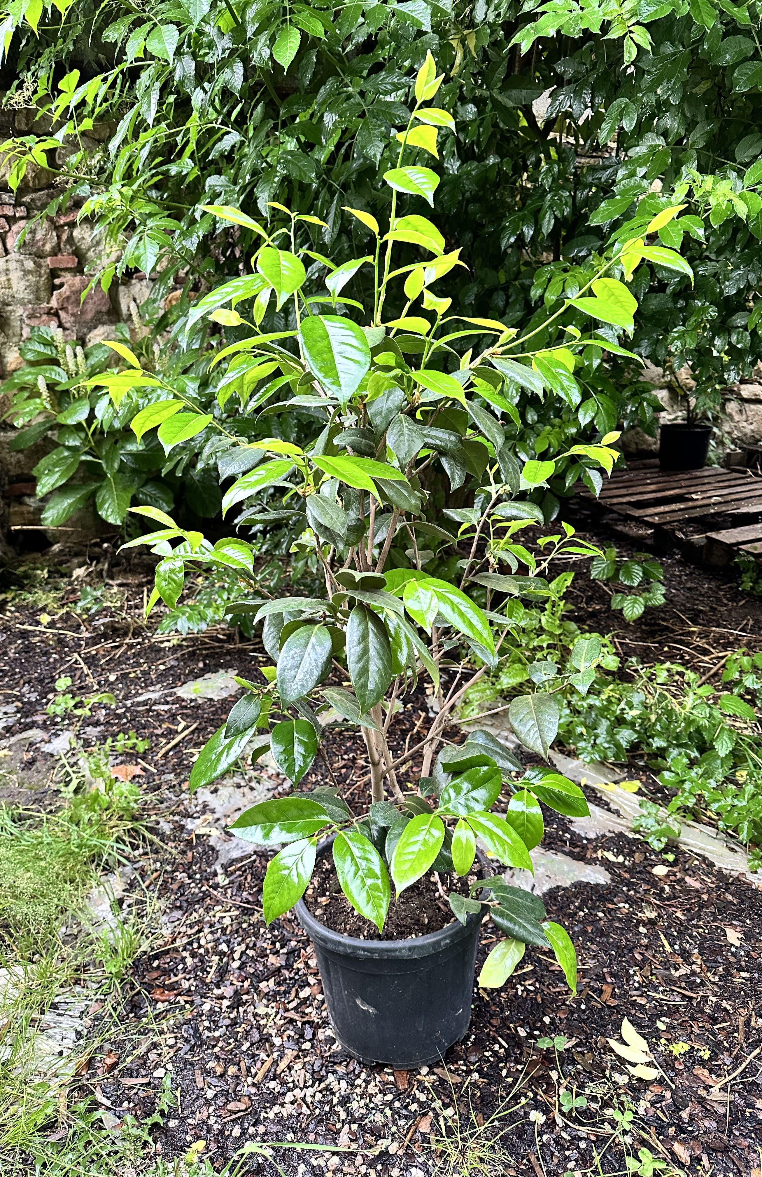 Camellia Silver Waves