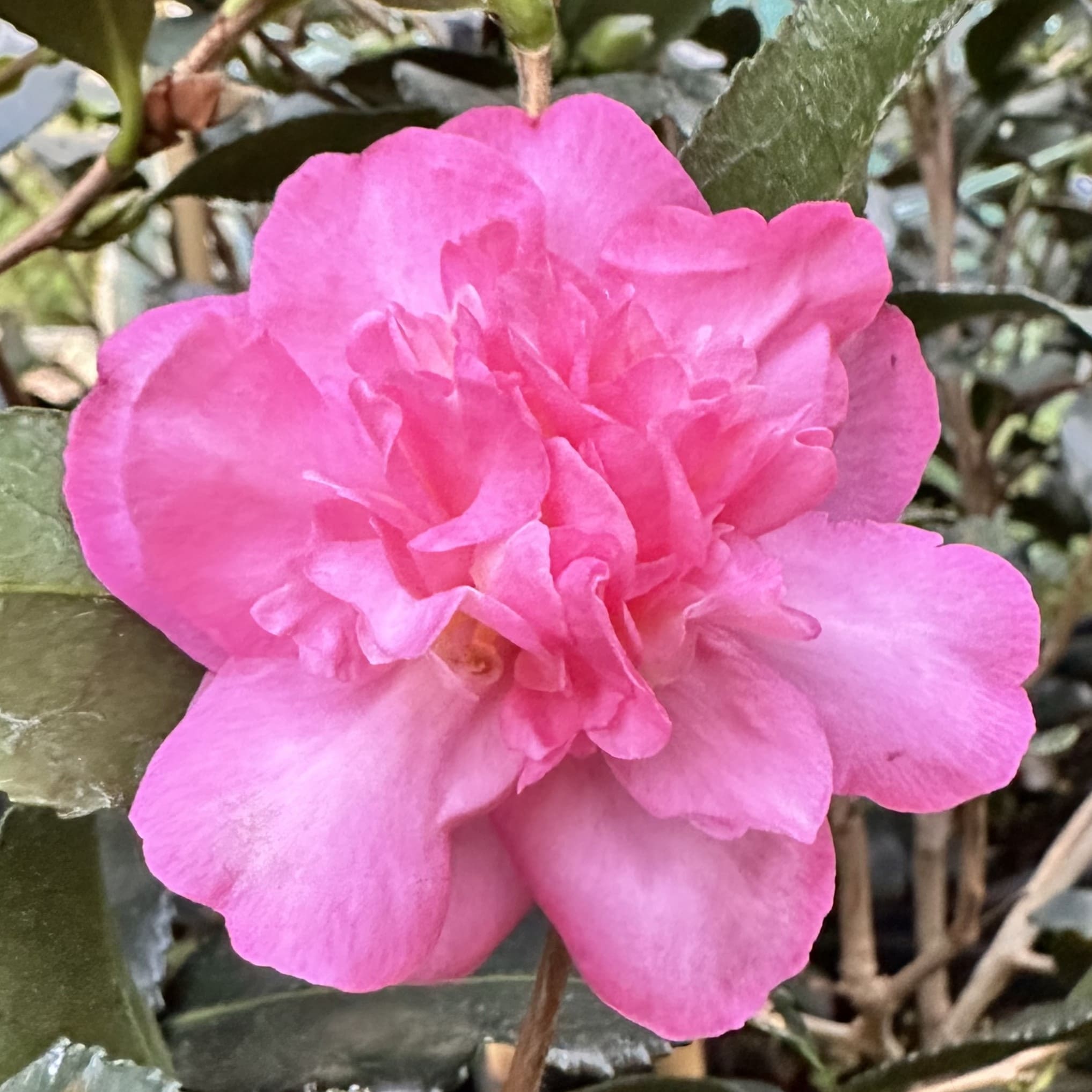 Camellia  Sparkling Burgundy