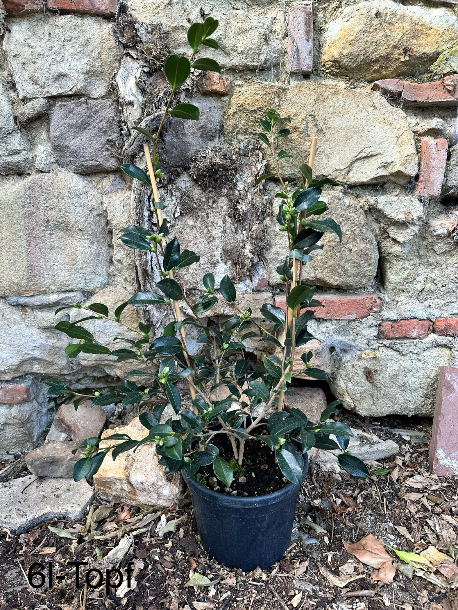 Camellia  Sparkling Burgundy