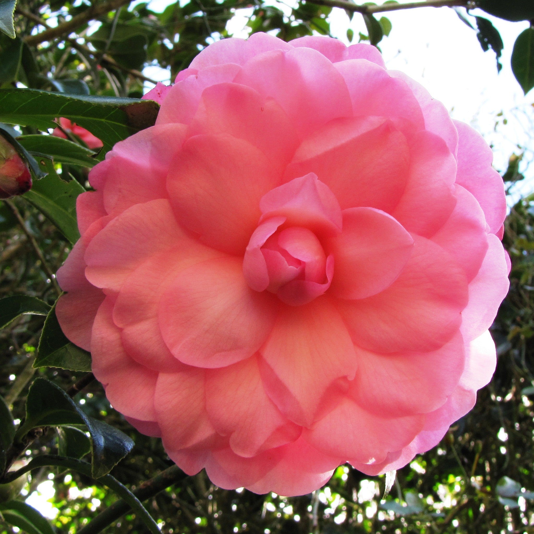 Camellia Water Lily