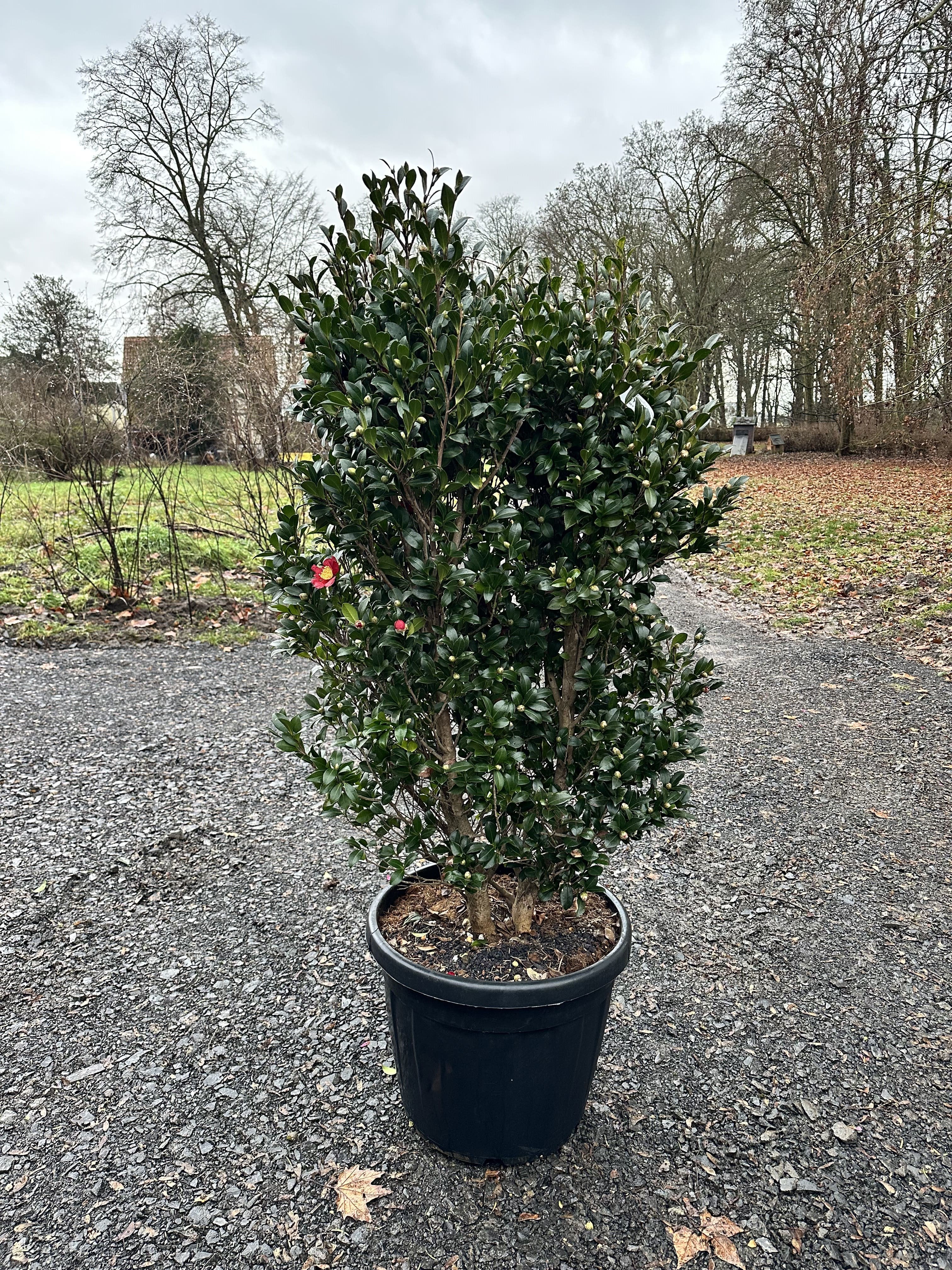 Camellia Yuletide