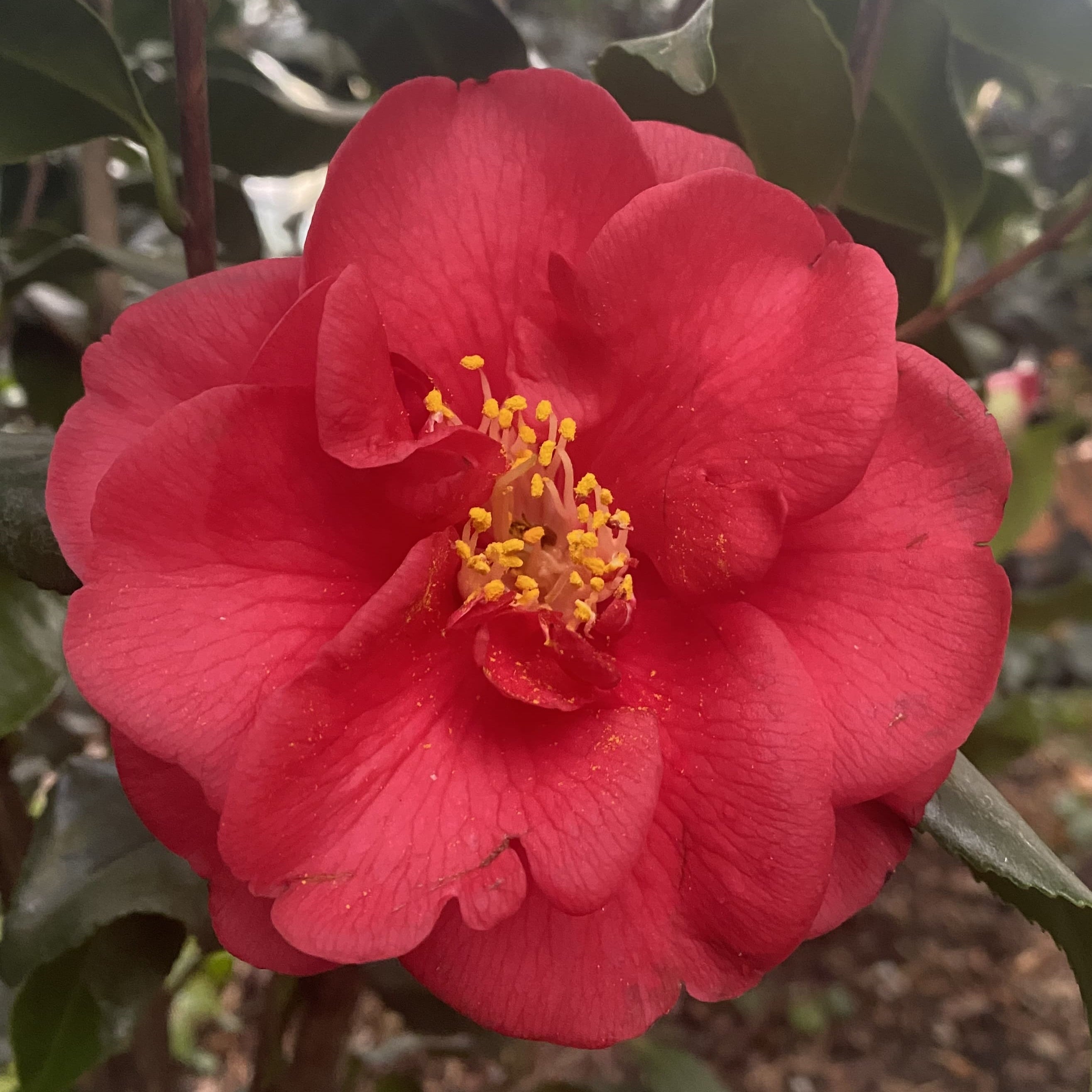 Camellia Ascona