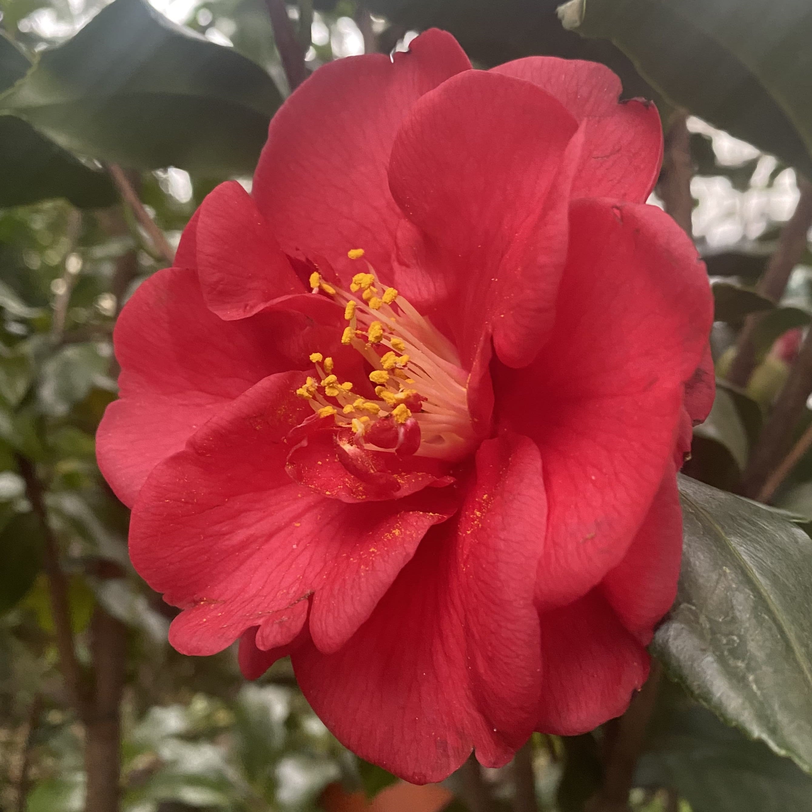 Camellia Ascona