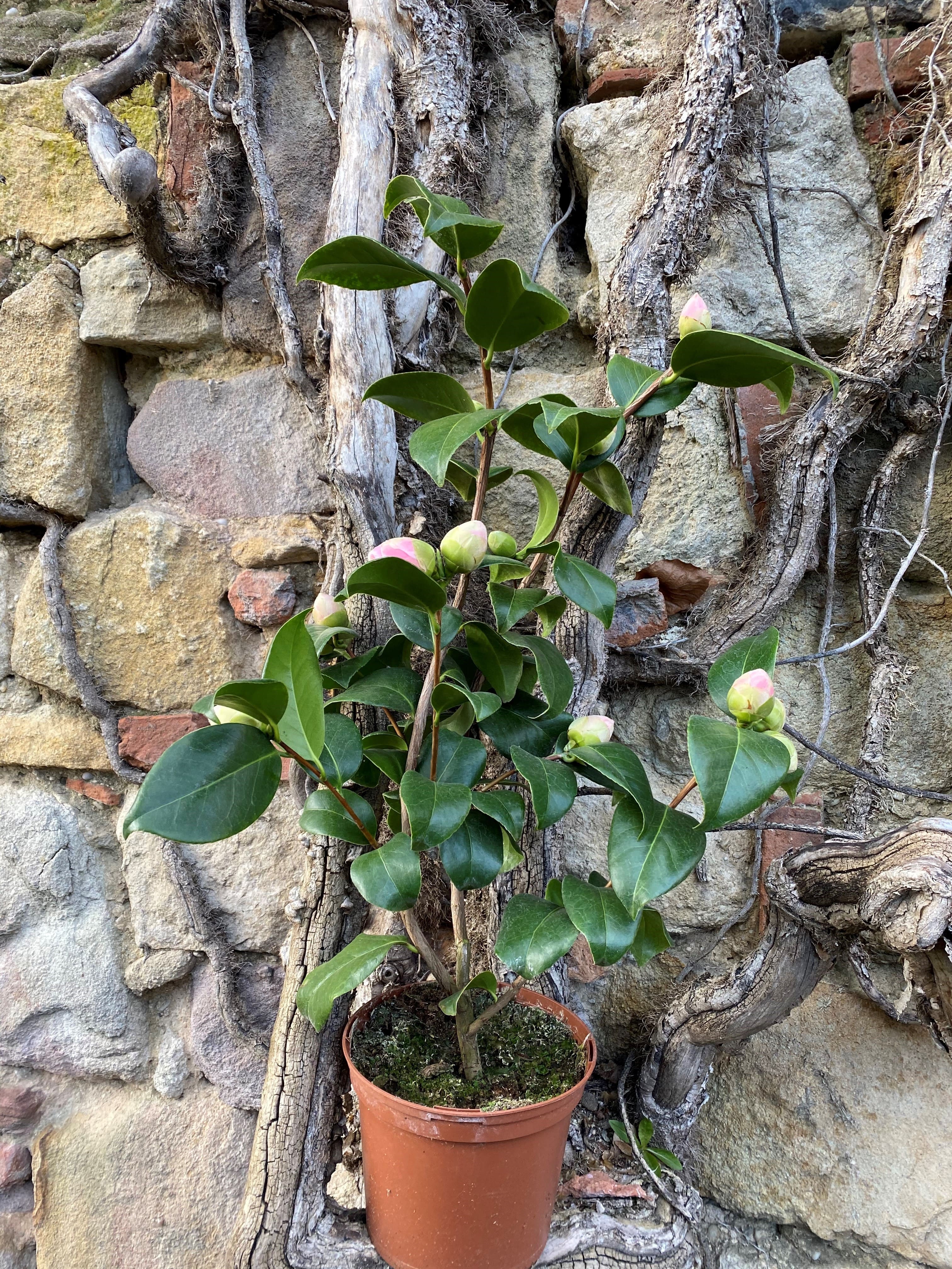 Camellia Mathotiana Rosea