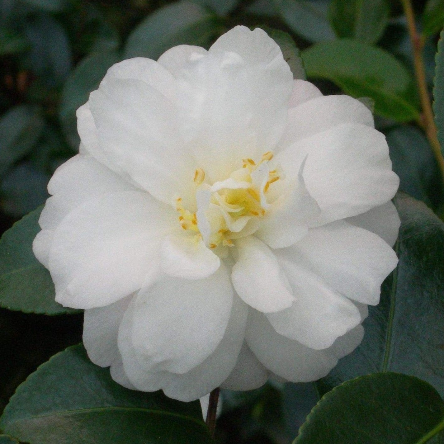 Camellia Mine-no-yuki 